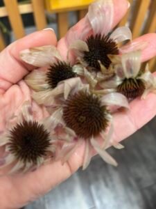 Τσάι & Βοτανικά Ροφήματα