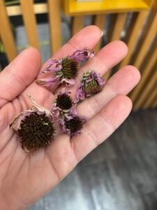 Τσάι & Βοτανικά Ροφήματα