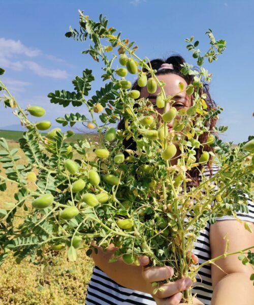 Alternative view of Ρεβίθια "Γαύδος" ILIONE 500γρ